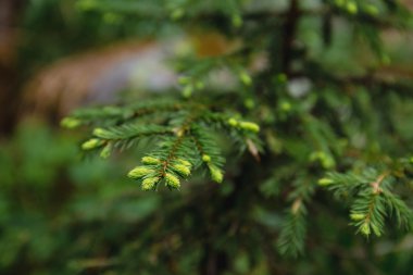 Bahar yeni Ladin tomurcukları