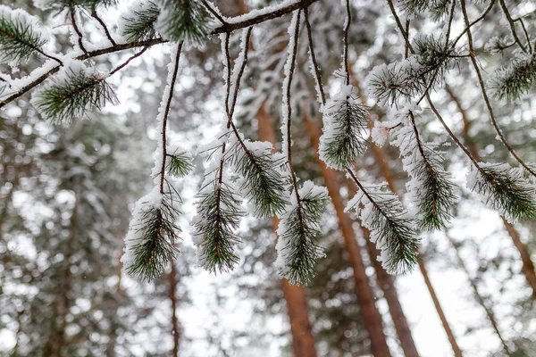 First winter snow spruce branches — Stock Photo, Image