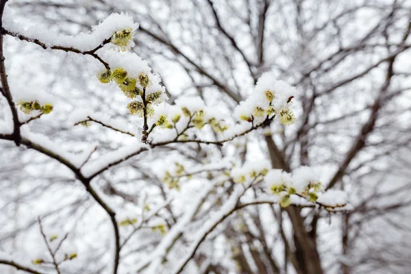 Квітка верби, вкрита несподіваним весняним снігом — стокове фото