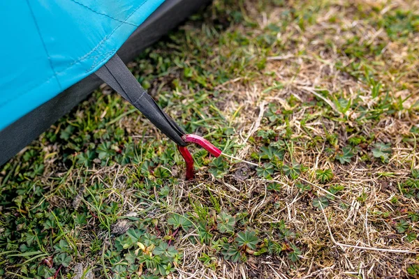 Plaatsing van blauwe camping tent, macro-opname van peg en gras — Stockfoto