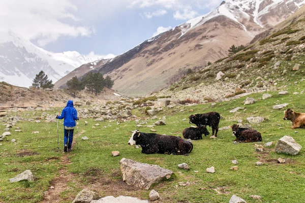 Caminante caminando por el sendero frente a un paisaje rural con vacas pastando en tierras rurales y un camino sinuoso a través de los campos — Foto de Stock