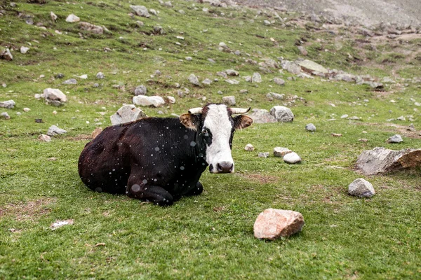 Vacas en el prado alpino. Está nevando. Concepto de las condiciones climáticas frías en el ganado — Foto de Stock