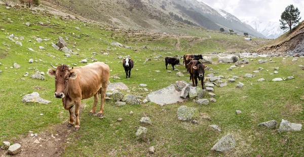 Una manada de vacas pastando en el prado alpino arreglado con hierba exuberante y piedras. El concepto de ganadería natural — Foto de Stock