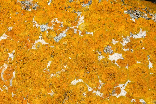 岩の上のオレンジ色の地衣 — ストック写真
