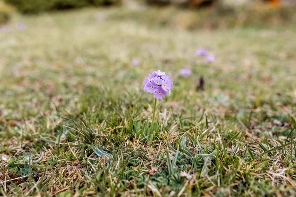 Genziana viola Fiori sull'erba — Foto Stock
