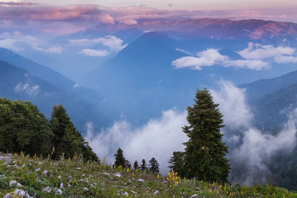Panorama. Ryssland, Kaukasus bergen, Adygeiska. Dimma krypande Björk på berget sluttar mulen sommarkväll. — Stockfoto