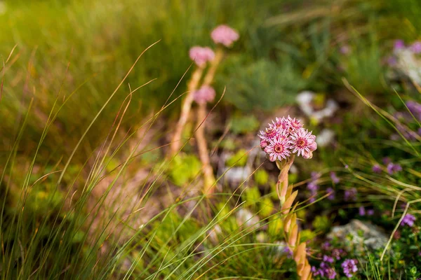 高山草原で美しいピンクの花 — ストック写真