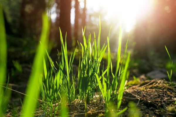 Tavaszi erdő és defocused zöld háttér fű — Stock Fotó