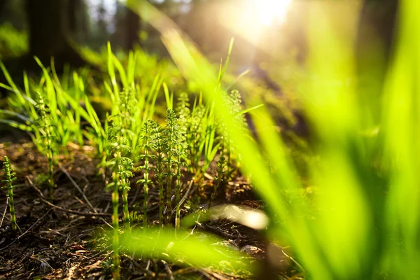 Färsk vått gräs i solens strålar, närbild — Stockfoto