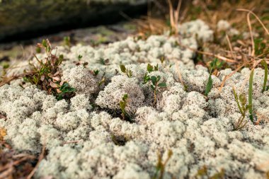 Kuzey Ren geyiği moss