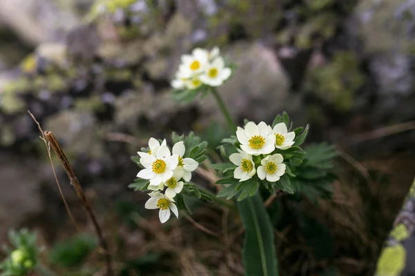 As primeiras flores a florescer no início da primavera — Fotografia de Stock