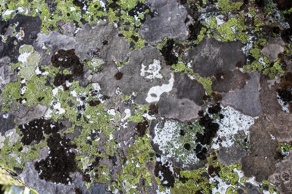 Текстура камня с лишайником в качестве фона — стоковое фото