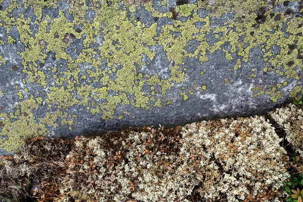 Textura de pedra com líquen como fundo — Fotografia de Stock