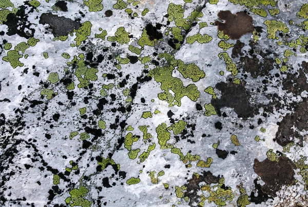 Textura de piedra con liquen como fondo — Foto de Stock