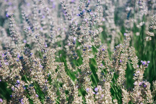 Lavanda Florescendo Campo Plantações Orgânicas Para Produção Óleo Essencial — Fotografia de Stock