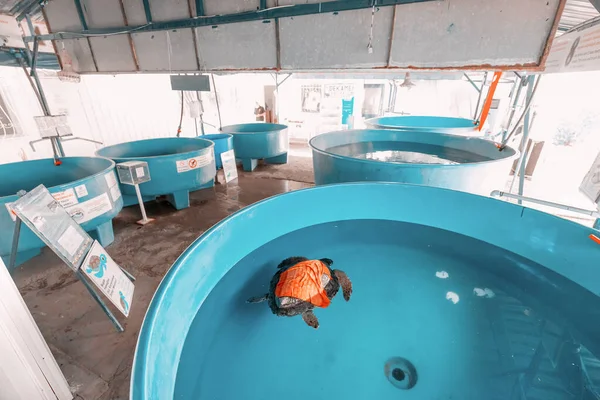 2020年9月9日 土耳其达连 伊斯图祖海滩附近的土拨鼠头海龟康复 救援和研究中心 供动物使用的大型海水流域 — 图库照片