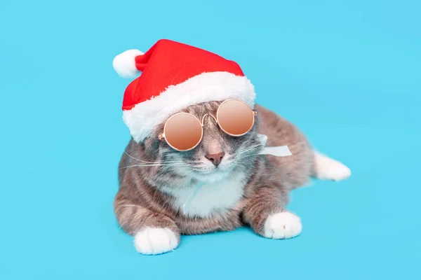 Śmieszny Kot Świątecznym Kapeluszu Mikołaja Okularach Przeciwsłonecznych Niebieskim Tle Studio — Zdjęcie stockowe