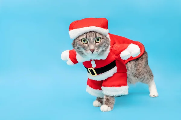 Grey cat in a funny Santa Claus costume in the Studio on a blue background. Concept of clothing for Pets at new year and Christmas time