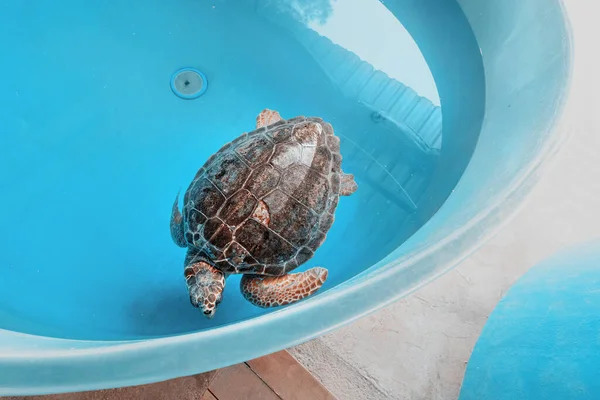 Una Tortuga Boba Herida Enferma Está Siendo Rehabilitada Tratada Centro — Foto de Stock