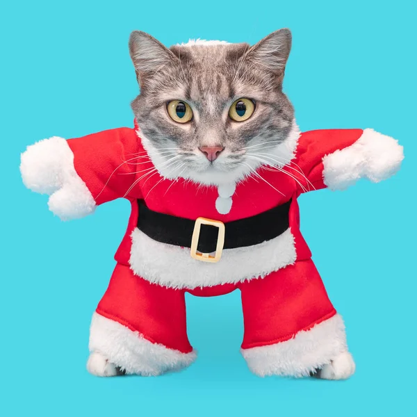 Szary Kot Śmiesznym Kostiumie Świętego Mikołaja Odizolowany Niebieskim Tle Koncepcja — Zdjęcie stockowe