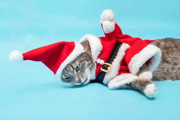 산타클로스 복장을 우스꽝 스러운 고양이가 거짓말을 소리를 냅니다 해라는 — 스톡 사진