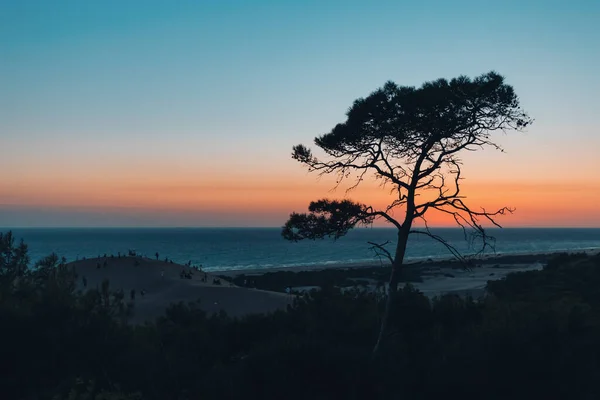 Silhouette Pine Tree Background Sea Sunset Sand Dune Distance Crowds — Foto Stock