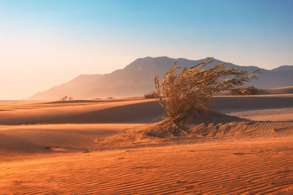 Solitaire Struik Groeit Zandduinen Droge Klimaten Het Concept Van Ecologie — Stockfoto