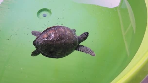 Skadad Och Sjuk Sköldpadda Genomgår Rehabilitering Och Behandling Ett Veterinärcenter — Stockvideo