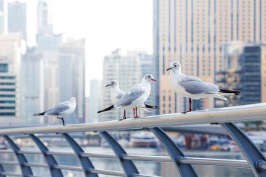 Martılar Dubai Marina bölgesindeki setin korkuluklarında oturuyorlar. Resim klasik bir deniz atmosferi yaratır.