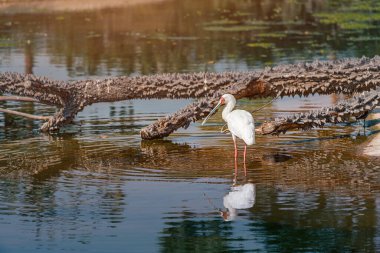 Afrikalı kaşık gagalı kuş devrilmiş bir ağacın yanında duruyor. Kuş İzleme Konsepti