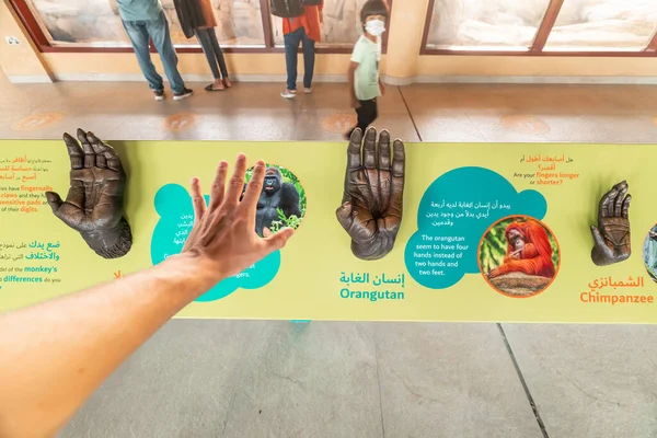 Februar 2021 Dubai Vae Zoobesucher Legen Ihre Handflächen Den Modellen — Stockfoto