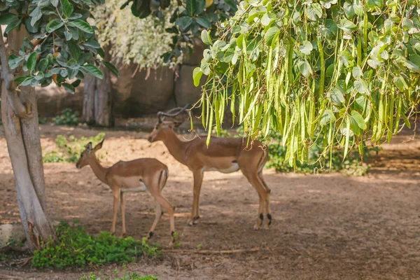 Dos Antílopes Impala Zoológico Cerca Del Follaje Fresco Árbol — Foto de Stock