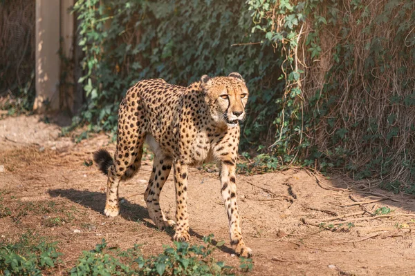 Guepardo Adulto Camina Parque Zoológico Safari Belleza Fuerza Los Grandes — Foto de Stock