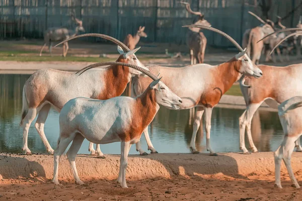 Antílope Oryx Blanco Arábigo Roza Cerca Estanque Agua Símbolo Vivo — Foto de Stock