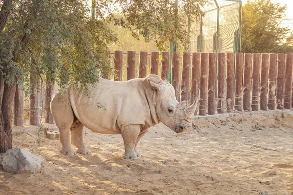 Enorme Rinoceronte Potente Forte Nello Zoo Sullo Sfondo Della Recinzione — Foto Stock