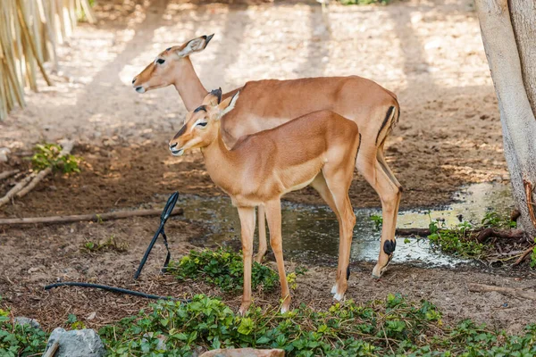 Due Antilopi Impala Allo Zoo Vicino Una Sorgente Acqua — Foto Stock