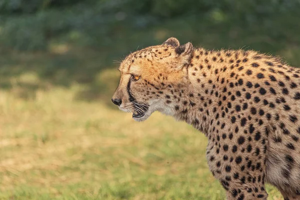 Guepardo Adulto Camina Parque Zoológico Safari Belleza Fuerza Los Grandes — Foto de Stock