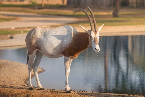 Antilope Bianca Araba Oryx Brucia Vicino Uno Stagno Acqua Simbolo — Foto Stock