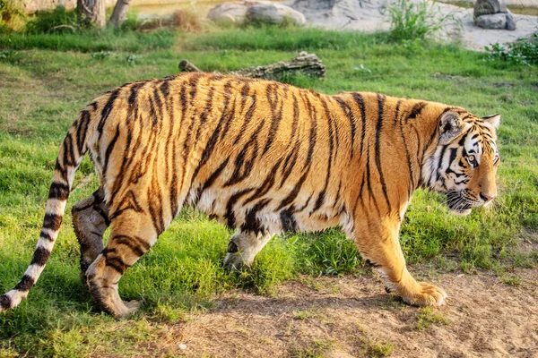 Tigre Hermoso Poderoso Camina Por Sus Posesiones Parque Nacional Majestuoso — Foto de Stock