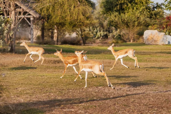 A herd of Female Garna, or Indian antelope, have fun running away from danger in the zoo