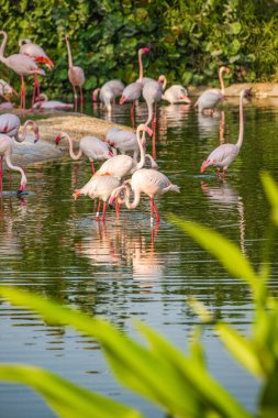 Birçok pembe flamingo hayvanat bahçesindeki ya da doğa parkındaki bir gölde kabuklularla beslenir. Afrika ve Arap Yarımadası 'nın sıcak ülkelerinde inanılmaz kuşlar yaşar.