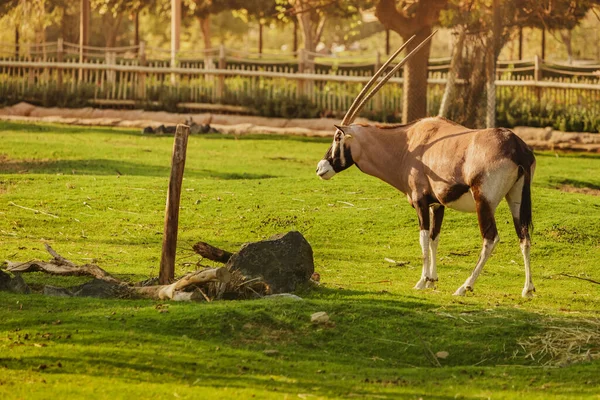 Orice Antilope Con Sue Grandi Corna Belle Pascola Prato Verde — Foto Stock