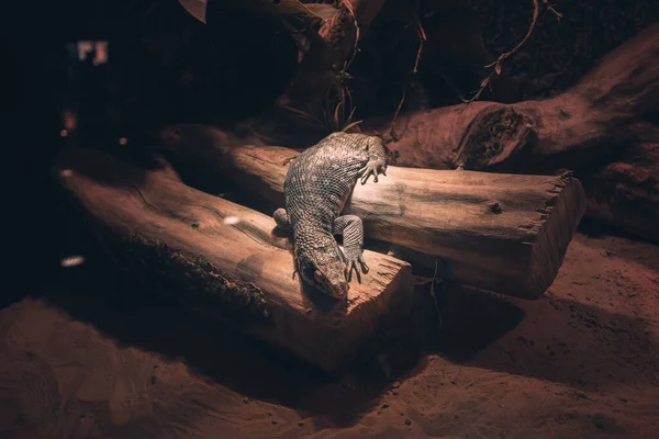 Велика Холоднокровна Ящірка Лежить Світлі Лампи Спить Тераріумі — стокове фото