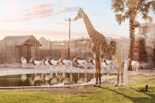 Hayvanat bahçesindeki safari parkında güzel bir zürafa. Darwin 'in teorisini kanıtlayan şaşırtıcı bir hayvan.