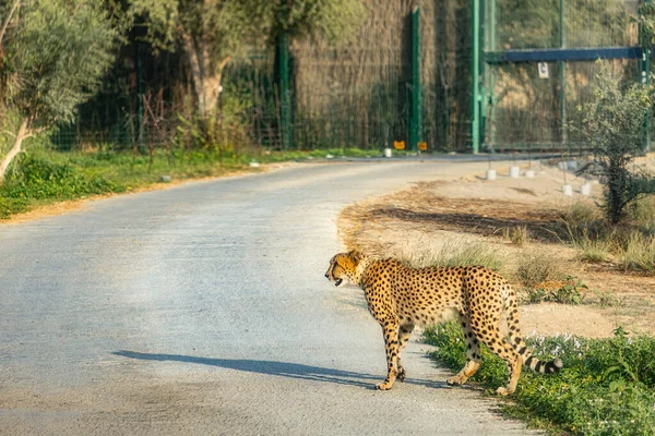 Guepardo Adulto Camina Parque Zoológico Safari Concepto Africano Gato Grande — Foto de Stock