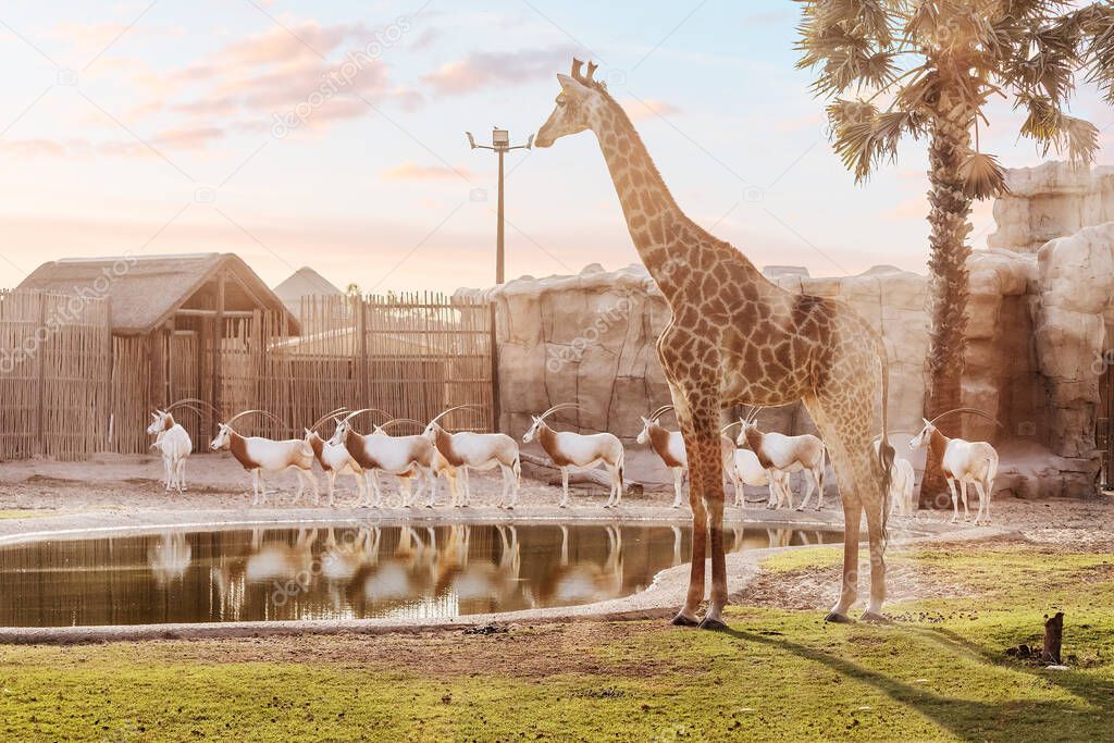 A beautiful giraffe in its enclosure in the zoo safari park. An amazing animal demonstrating natural selection Darwin's theory