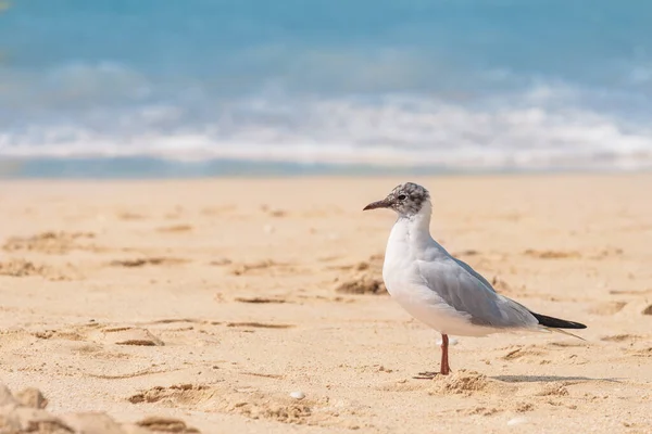 Забавная Чайка Гуляет Песчаному Пляжу Концепция Орнитологии Птичьего Взгляда — стоковое фото