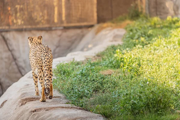 Guepardo Adulto Camina Parque Zoológico Safari Belleza Fuerza Los Grandes — Foto de Stock