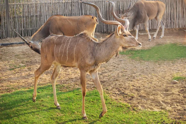 Giovane Toro Antilope Kudu Con Grandi Corna Ramificate Che Guardano — Foto Stock