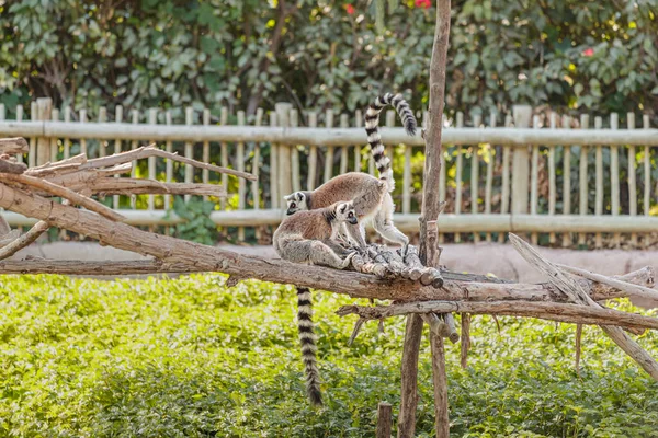 Δύο Λήμματα Ουρά Δακτυλίου Επιστημονικό Όνομα Lemur Catta Αλληλεπιδρούν Και — Φωτογραφία Αρχείου